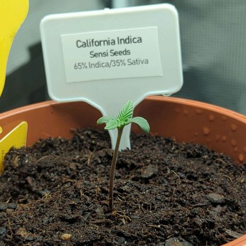 California Indica FEM growlog timeline photo