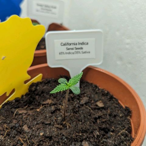 California Indica FEM growlog timeline photo