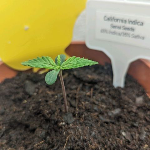 California Indica FEM growlog timeline photo