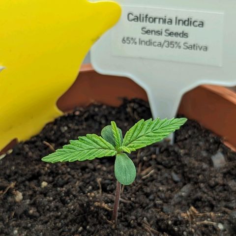 California Indica FEM growlog timeline photo