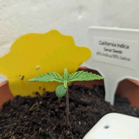 California Indica FEM growlog timeline photo