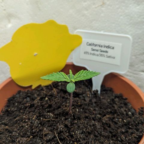 California Indica FEM growlog timeline photo