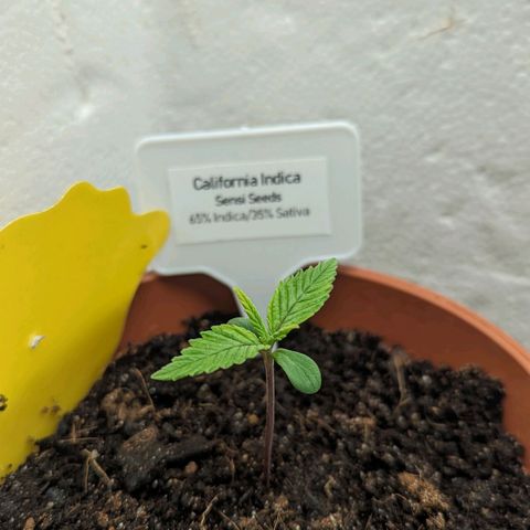California Indica FEM growlog timeline photo
