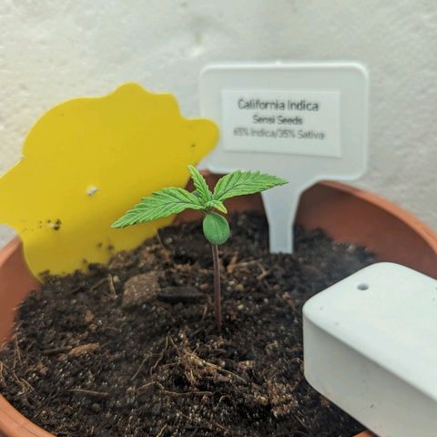 California Indica FEM growlog timeline photo
