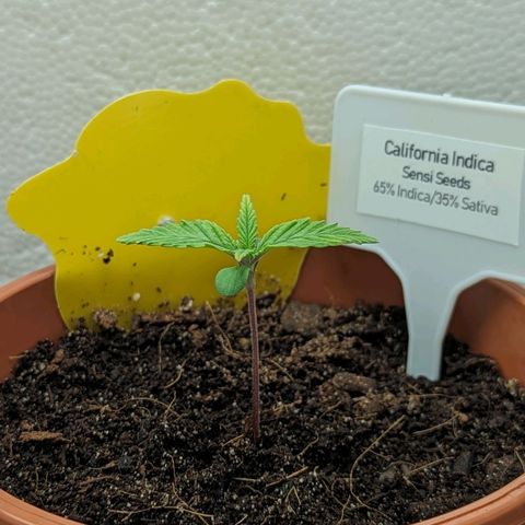 California Indica FEM growlog timeline photo