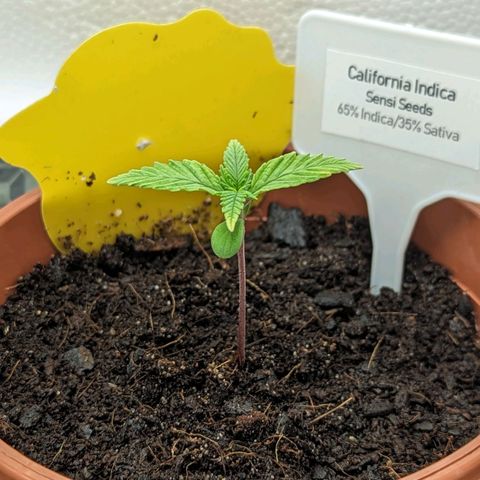California Indica FEM growlog timeline photo