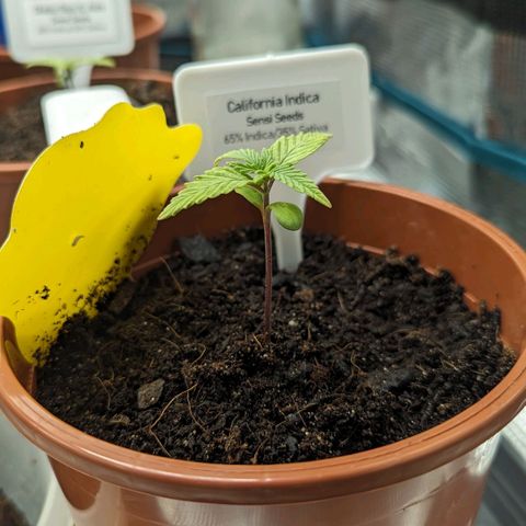 California Indica FEM growlog timeline photo