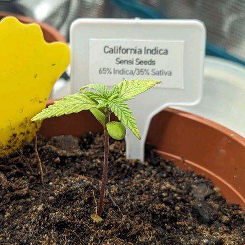 California Indica FEM growlog timeline photo