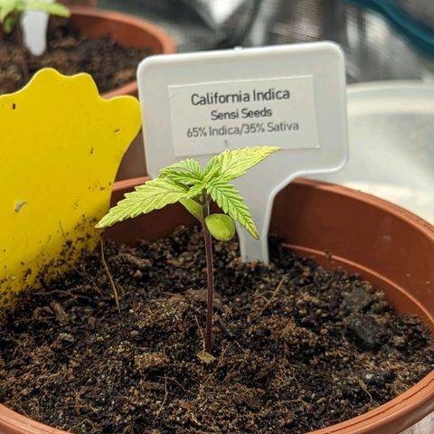 California Indica FEM growlog timeline photo