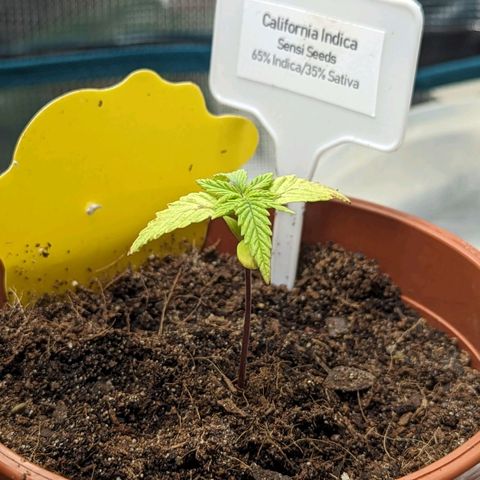 California Indica FEM growlog timeline photo