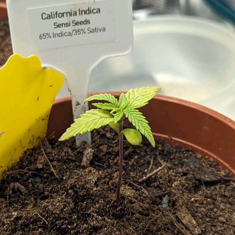 California Indica FEM growlog timeline photo