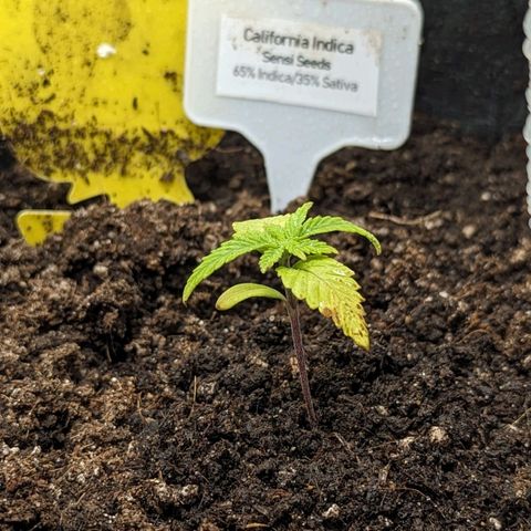 California Indica FEM growlog timeline photo