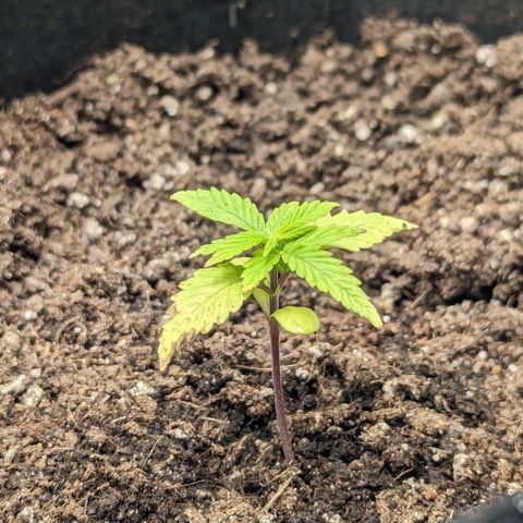 California Indica FEM growlog timeline photo