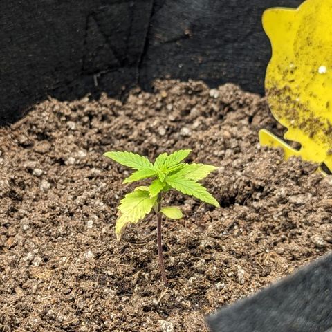 California Indica FEM growlog timeline photo