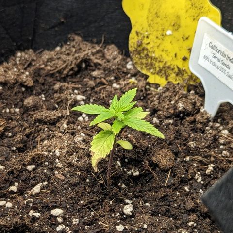 California Indica FEM growlog timeline photo