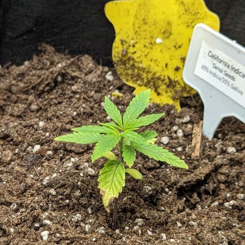 California Indica FEM growlog timeline photo