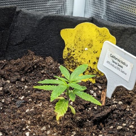 California Indica FEM growlog timeline photo