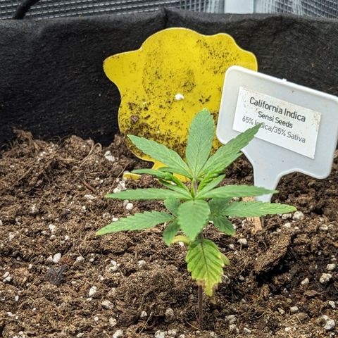 California Indica FEM growlog timeline photo