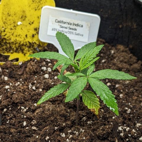 California Indica FEM growlog timeline photo