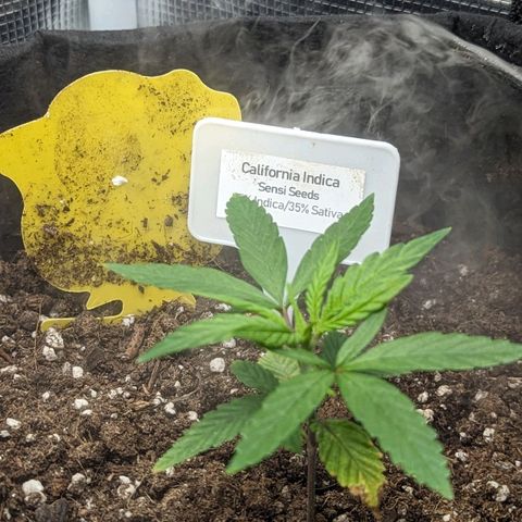 California Indica FEM growlog timeline photo