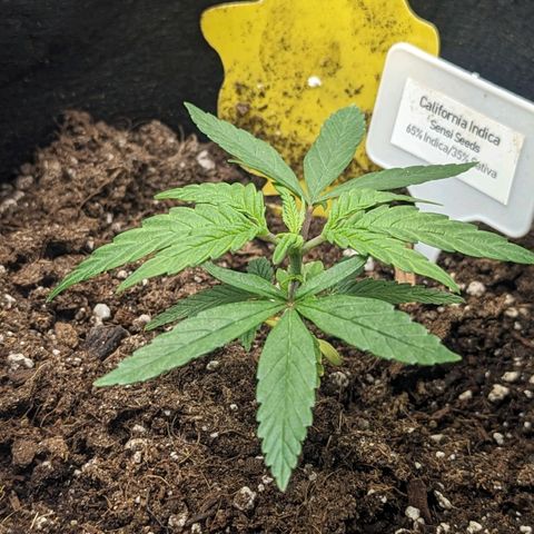 California Indica FEM growlog timeline photo