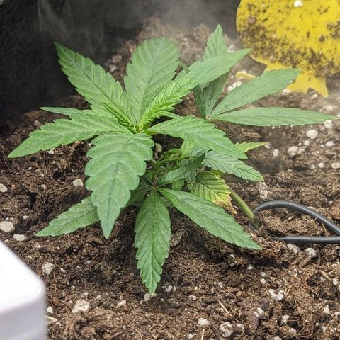 California Indica FEM growlog timeline photo