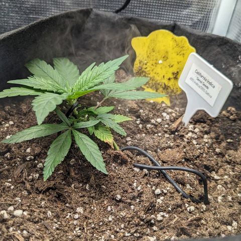 California Indica FEM growlog timeline photo