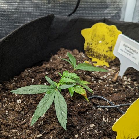 California Indica FEM growlog timeline photo