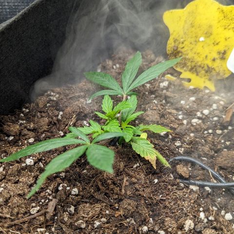 California Indica FEM growlog timeline photo