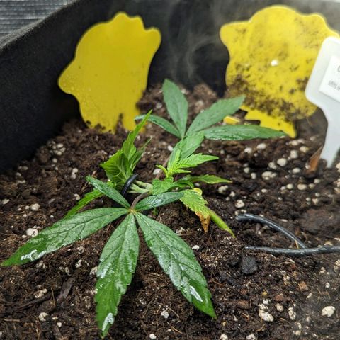California Indica FEM growlog timeline photo
