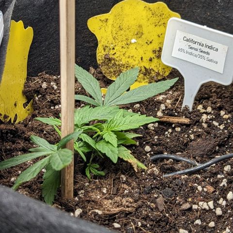 California Indica FEM growlog timeline photo
