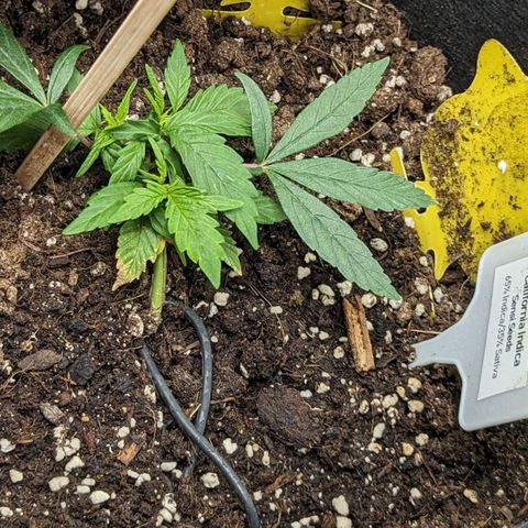 California Indica FEM growlog timeline photo