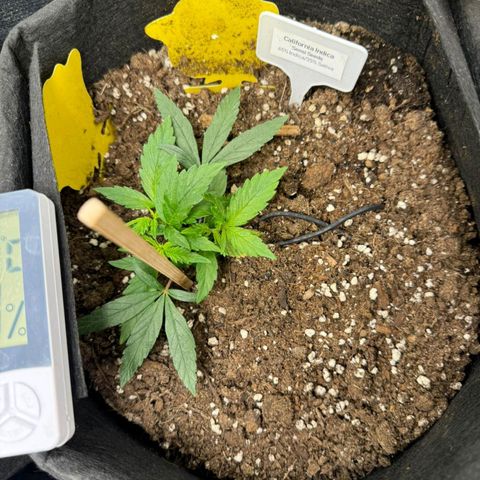 California Indica FEM growlog timeline photo