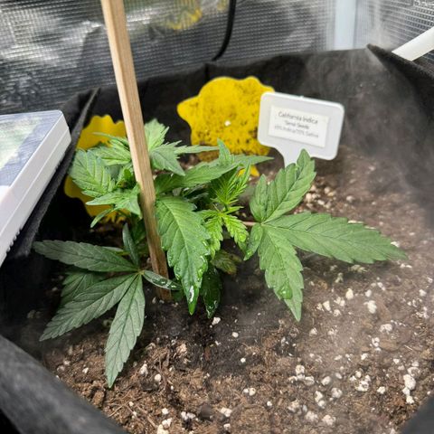 California Indica FEM growlog timeline photo