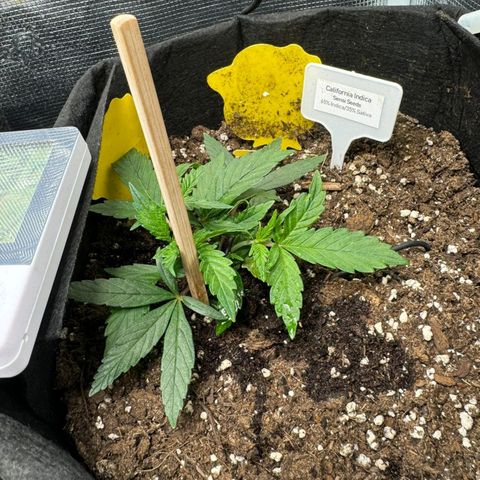 California Indica FEM growlog timeline photo