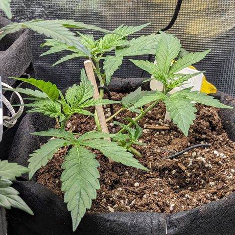 California Indica FEM growlog timeline photo