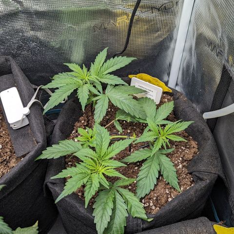 California Indica FEM growlog timeline photo