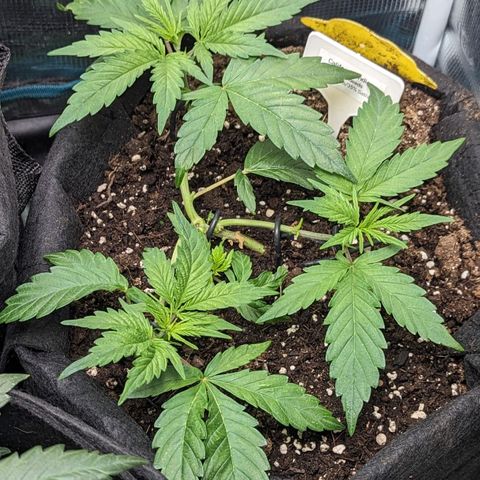California Indica FEM growlog timeline photo