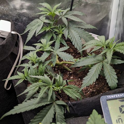 California Indica FEM growlog timeline photo