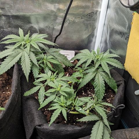 California Indica FEM growlog timeline photo