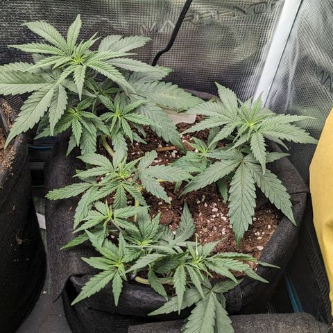 California Indica FEM growlog timeline photo
