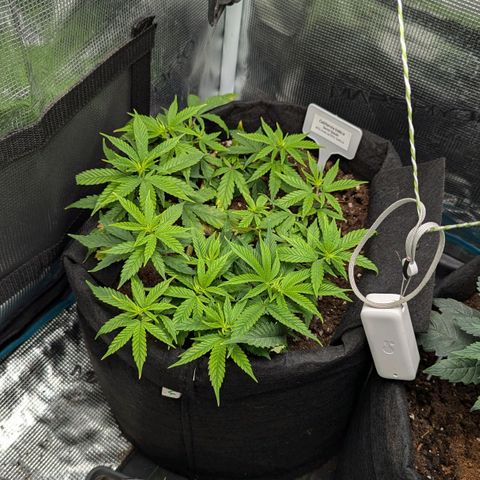 California Indica FEM growlog timeline photo
