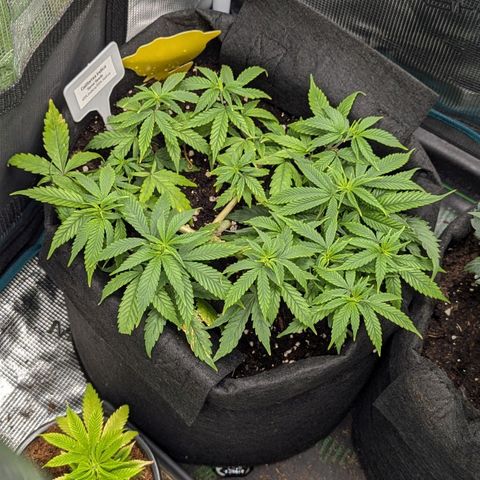 California Indica FEM growlog timeline photo