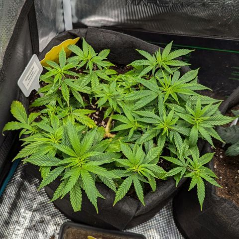 California Indica FEM growlog timeline photo