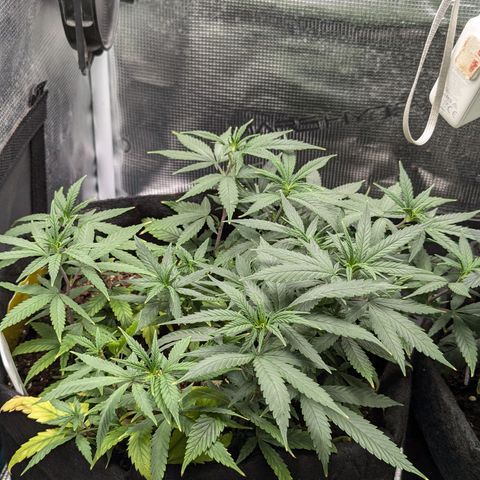 California Indica FEM growlog timeline photo