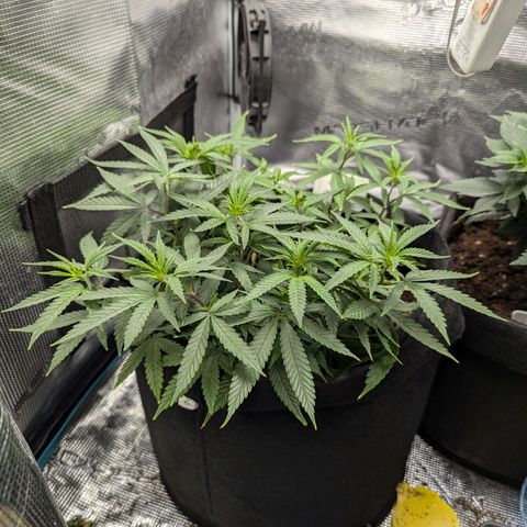 California Indica FEM growlog timeline photo