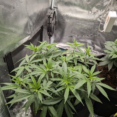California Indica FEM growlog timeline photo