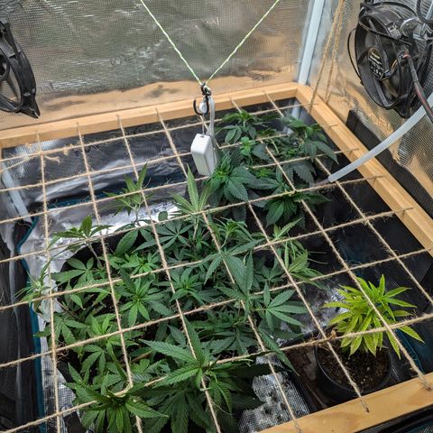 California Indica FEM growlog timeline photo
