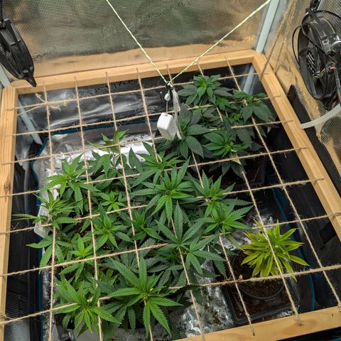 California Indica FEM growlog timeline photo