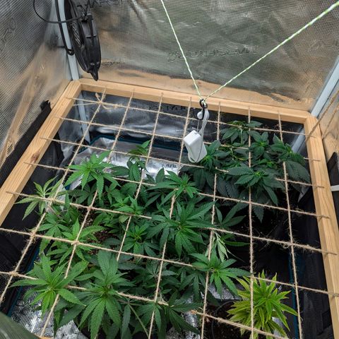 California Indica FEM growlog timeline photo